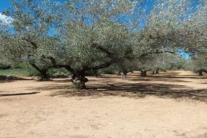 Rural/Agricultural land for sale in Rossell, Castellón. 